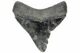 Serrated, Juvenile Megalodon Tooth - South Carolina #183066-1